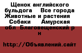 Щенок английского бульдога  - Все города Животные и растения » Собаки   . Амурская обл.,Благовещенский р-н